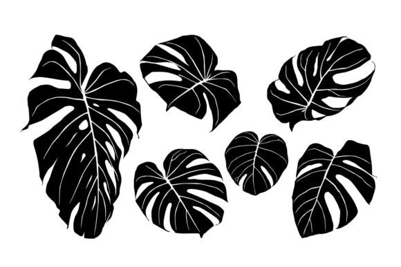 Monstera Deliciosa Design: A Freebie Graphic for Commercial Creativity